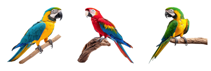 Colorful parrots perched on branches showcasing vibrant plumage