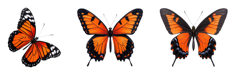 Fototapeta premium Colorful Monarch Butterflies on Transparent Background