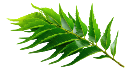 Vibrant Neem Leaves: A close-up captures the intricate beauty of vibrant green neem leaves, showcasing their unique shape, texture, and the essence of natural vitality.