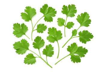 Sprigs of fresh coriander with vibrant green leaves, isolated on a transparent background, ready for culinary or design projects