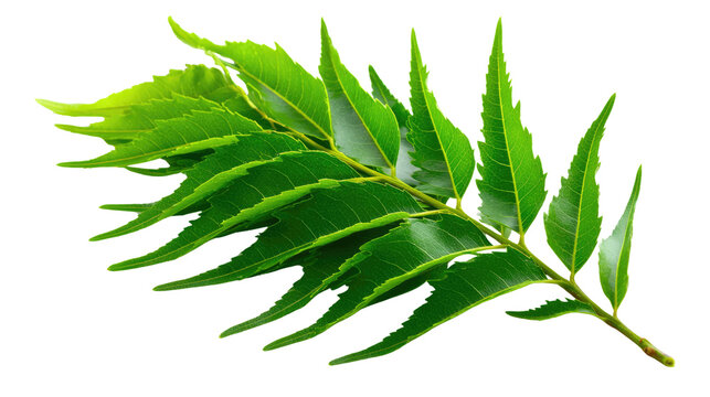 Vibrant Neem Leaves: A close-up captures the intricate beauty of vibrant green neem leaves, showcasing their unique shape, texture, and the essence of natural vitality.