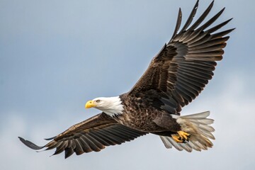 Obraz premium bald eagle in flight