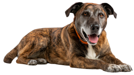 Happy Dog Portrait: A charming, brindle-coated dog lays down in a relaxed pose, tongue slightly out, radiating pure happiness and affection.
