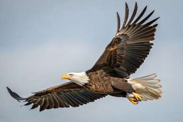 Fototapeta premium american bald eagle