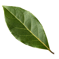 Obraz premium A sprig of fresh laurel bay leaves a fragrant herb for recipes isolated on a transparent background png