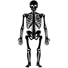 Black human skeleton standing upright anatomy bones