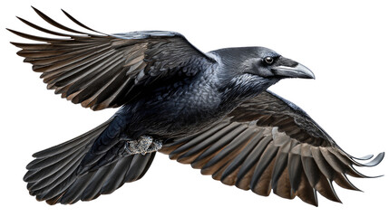 Obraz premium Raven in Flight: A majestic raven soars through the air, its wings spread wide. The powerful creature embodies freedom. The image is a breathtaking depiction of nature's beauty.