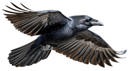 Raven in Flight: A majestic raven soars through the air, its wings spread wide. The powerful creature embodies freedom. The image is a breathtaking depiction of nature's beauty.