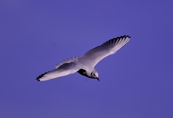 Obraz premium close up of a seagull