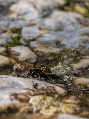 Wasp Hydrating on Wet Rocks Macro Perspective