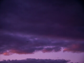 Obraz premium Majestic bird flying through a colorful evening sky at sunset