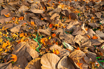 Yellow-orange flowers of Butea monosperma fall on a dry leaf in the morning. It is also known as flame of the forest, Bengal kino, dhak, palash, and bastard teak.