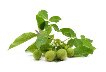 Green walnuts with leaves.