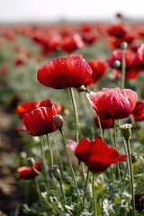 Obraz premium Vibrant Red Poppies In A Field