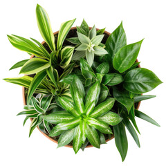 set Houseplant Spider Plan on white isolated background