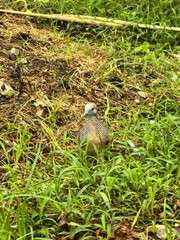 Zebra Doves Foraging in Lush Green Grass