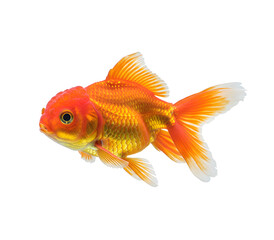 Vibrant koi, silver-scaled carp, and flowing betta fish isolated on transparent or white backgrounds, perfect for aquarium, pond, or ornamental fish visuals in clean high-res PNG format.

