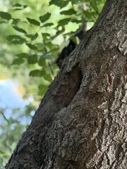 bark of a birch