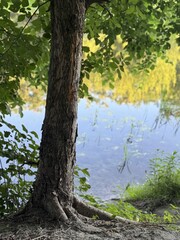 trees in the water