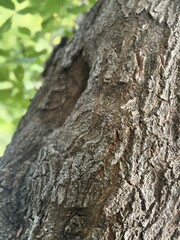 tree bark texture