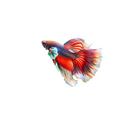 Vibrant koi, silver-scaled carp, and flowing betta fish isolated on transparent or white backgrounds, perfect for aquarium, pond, or ornamental fish visuals in clean high-res PNG format.

