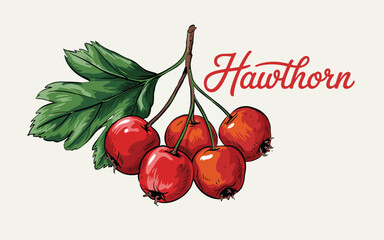Hand drawn illustration of ripe red hawthorn berries with green leaves and text