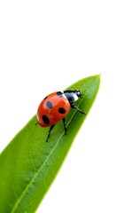 Fototapeta premium 七星瓢虫の旅立ち