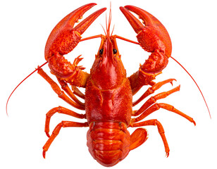 Fresh Red Crayfish with Claws Extended, isolated on transparent background PNG