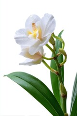 Obraz premium A single, delicate white orchid bloom with green leaves, isolated on a pure white background. Exotic, elegance.