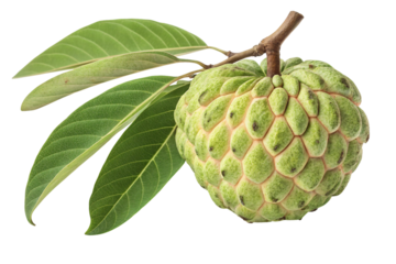 Green custard apple fruit with scaly textured skin attached to leafy branch stem, isolated on a transparent background