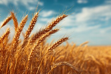Fototapeta premium Golden wheat field under bright sky, showcasing open with peaceful rural background 