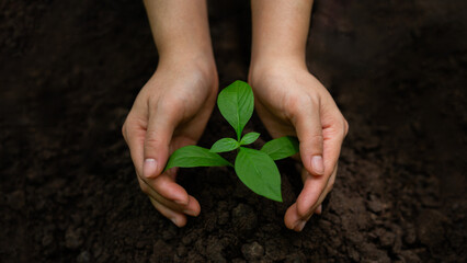 Sustainable Environment Concept, Human Hand Planting Trees Are Growing, Save Our World, World Environment Day, Sustainable Environment Of The World