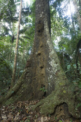 Fototapeta premium Guyane-forêt tropicale-paysages-plage