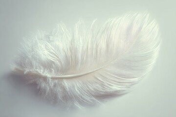 Abstract White Feather Design