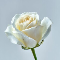 Cream Rose Closeup Against Light Background
