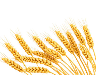 Isolated Horizontal Wheat Ears Isolated on Transparent Background for Design Projects