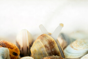 The body of the clam emerges from its shell.