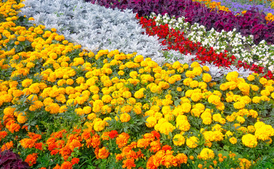 Colorful flowerbed with bright flowers, flower arrangement	
