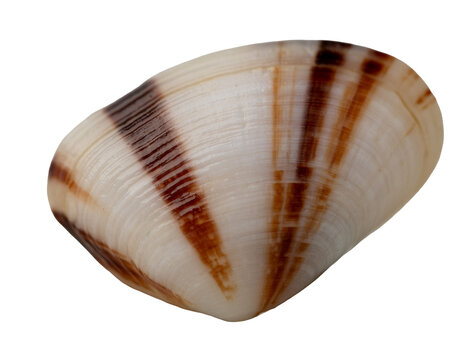 texture and surface of clam shell isolate on white