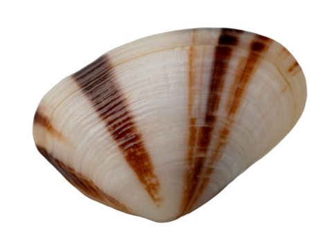 texture and surface of clam shell isolate on white