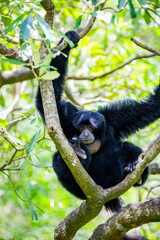The siamang (Symphalangus syndactylus) inflates its gular sac. It is the largest gibbon species. Known for its 