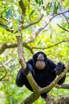 The siamang (Symphalangus syndactylus) inflates its gular sac. It is the largest gibbon species. Known for its "webbed" toes, where the second and third toes are partially joined. 