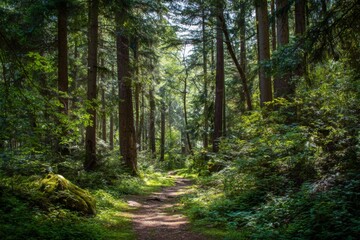 Fototapeta premium Forest nature trail surrounded by vibrant green trees