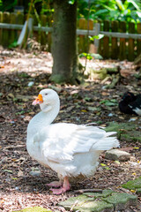 A close-up image of a white goose with a prominent dewlap, standing on the forest floor in dappled sunlight.