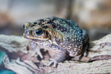 The cane toad (Rhinella marina) is a large, terrestrial true toad native to South and mainland Central America. 
It has poison glands, and the tadpoles are highly toxic to most animals if ingested. 