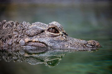 The closeup image of Chinese alligator (Alligator sinensis).
A critically endangered crocodile endemic to China. 
Dark gray or black in color with a fully armored body.