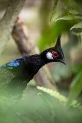 The male Palawan Peacock-Pheasant is a striking bird native to the Philippines. It has iridescent blue-green plumage, bold eye-spots on its tail, and a distinctive crest used in courtship displays.