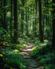Obraz premium Forest nature trail surrounded by vibrant green trees