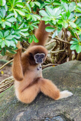 The white-handed gibbon (Hylobates lar) is a small arboreal primate from Southeast Asia, known for its long arms, white-marked hands, and agile brachiation. 