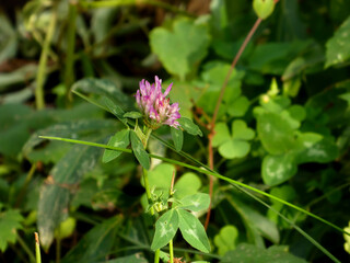 Close-up of a Delicate Pink Clover Flower Amongst Green Leaves